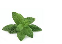 Mint