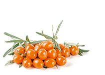 Sea-buckthorn